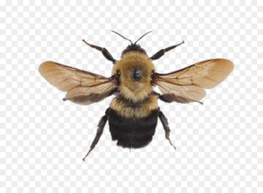 Bee, Bumblebee, Aesthetics, Mood Board, Insect, Minimalism, Honey Bee, Edit...