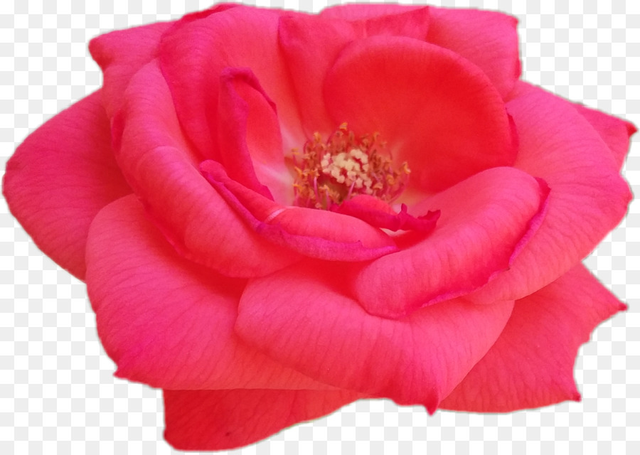 Hoa hồng trong vườn bắp Cải rose Floribunda Cắt Cánh hoa - hoa mùa hè gỗ png hồng
