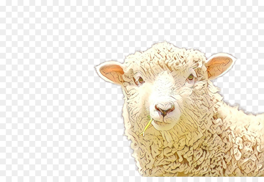 Cừu Mõm - 