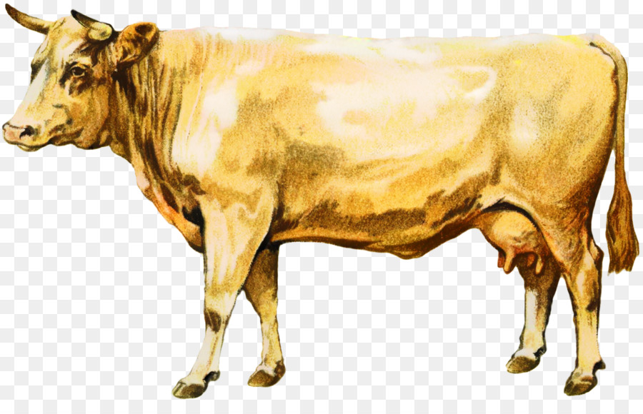 Bovini da latte Ox Taurino Bovini Bestiame Vitello - 