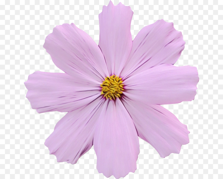 Pink Flower Cartoon png download - 708*720 - Free Transparent Garden Cosmos  png Download. - CleanPNG / KissPNG