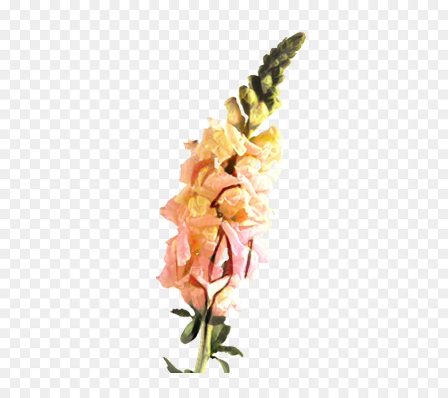 Blumenmuster Schnittblumen Gladiolus Pflanzenstamm - 