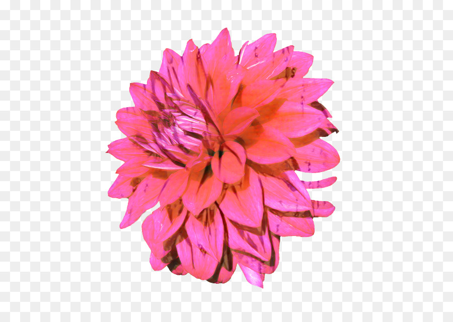 Dahlia Chrysanthemum Cut fiori Piante Petalo - 