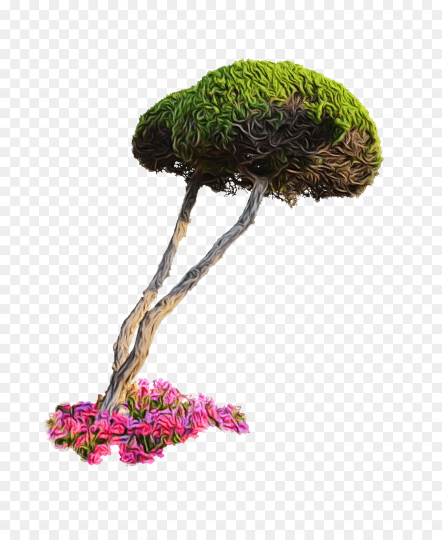 Blumentopf Zimmerpflanze Bonsai Tree Portable Network Graphics - 