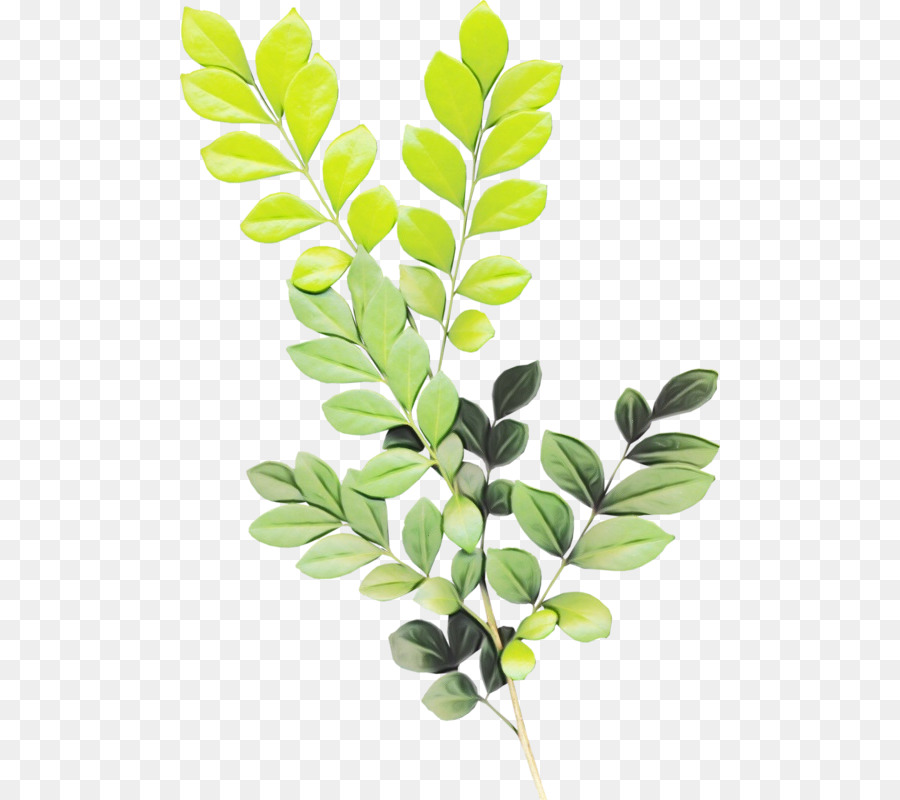 Leaf Portable Network Graphics Branch Pflanzen Bild - 