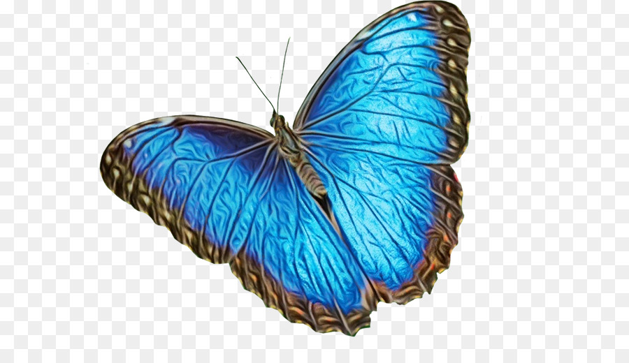 Farfalla monarca Farfalle dai piedi a spazzola Farfalle dalle ali gossamer Farfalle alghe tigrate Microsoft Azure Tiger - 