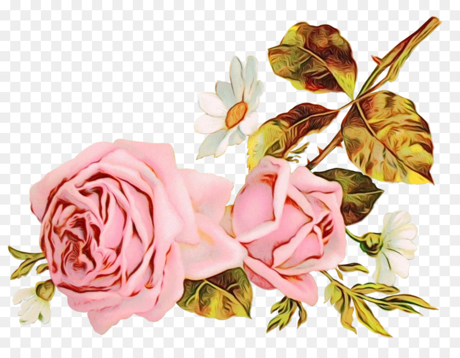 Rose da giardino Shabby chic Paper Decorative Borders Cabbage rose - 