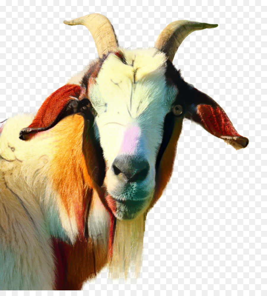 Goat Cartoon png download - 939*1023 - Free Transparent Russian White Goat  png Download. - CleanPNG / KissPNG