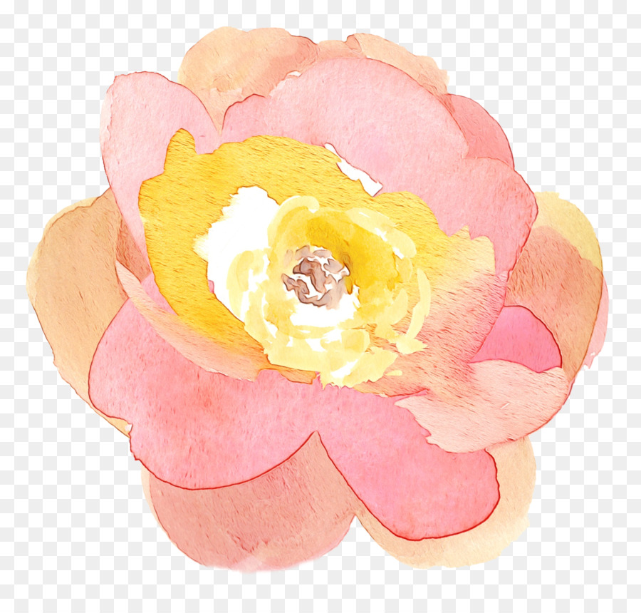 Cavolo rosa fiori di Petali di Rosa M - 