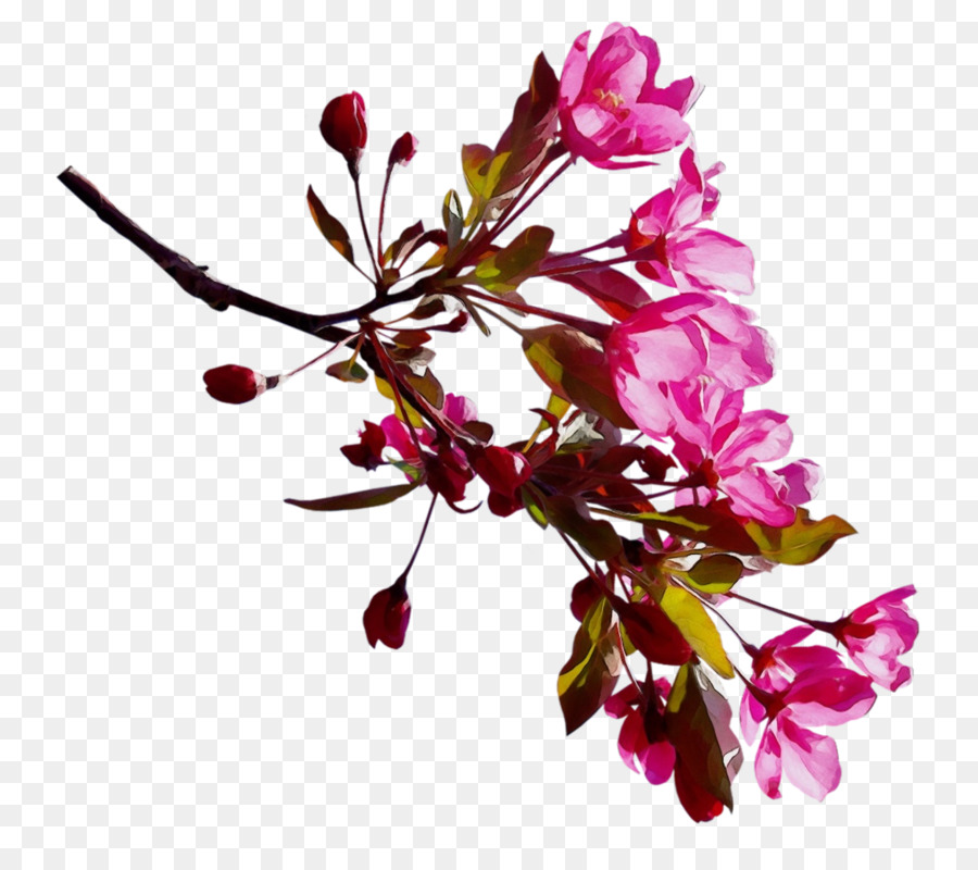 ClipArt Immagine di grafica di rete portatile in fiore di ciliegio - 