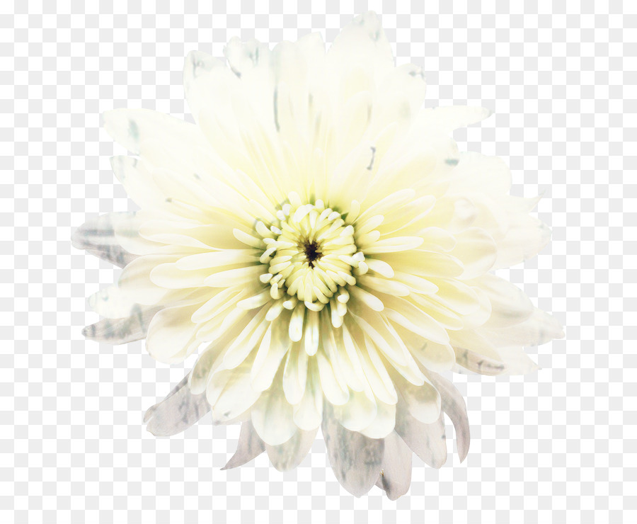 Transvaal daisy Schnittblumen Chrysanthemen Blüte - 