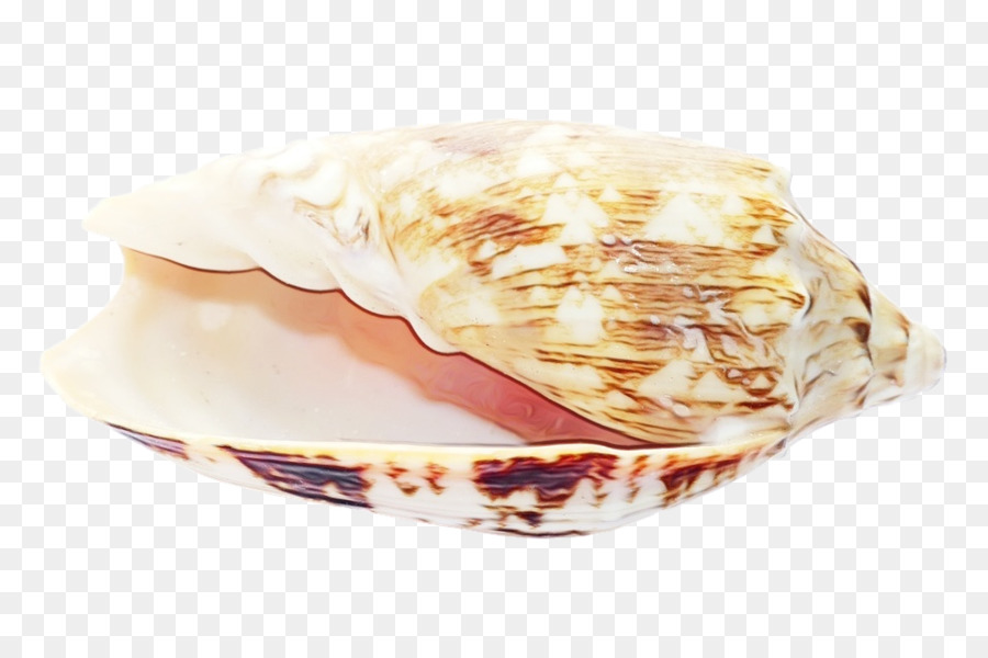 Hình ảnh con sò biển vỏ sò - 