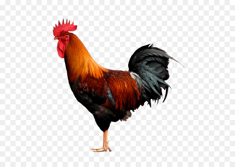 Portable Network Graphics Rooster Chicken-ClipArt-Bild - Familienoberhaupt Png Hühnerflügel