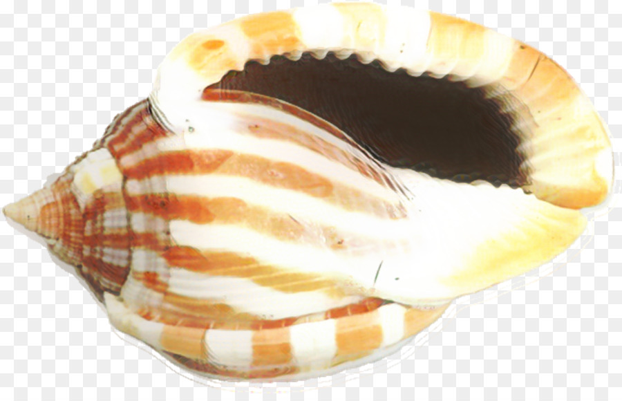 Hình ảnh con sò biển Vỏ sò nghệ thuật Đồ họa mạng di động Hình nền máy tính  - png tải về - Miễn phí trong suốt Vở png Tải về.