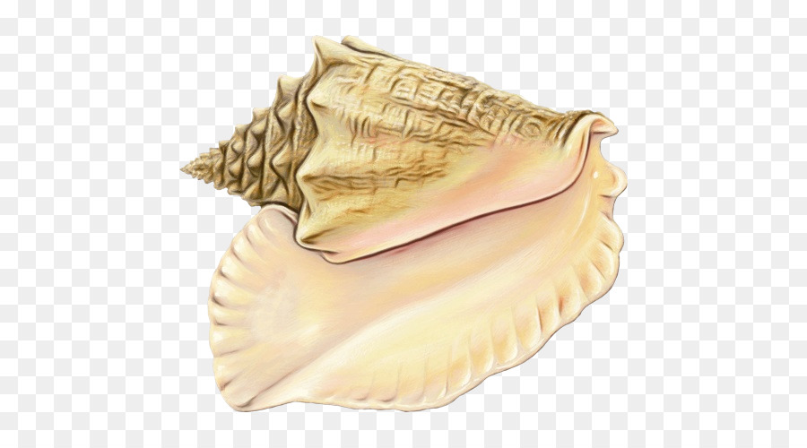 Conchology Conch