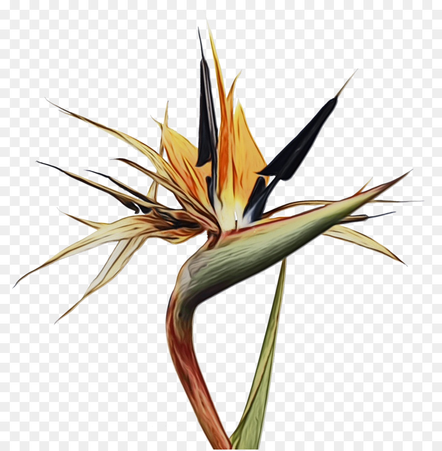 Bird of paradise flower Uccello del paradiso Strelitzia nicolai Clip art - 