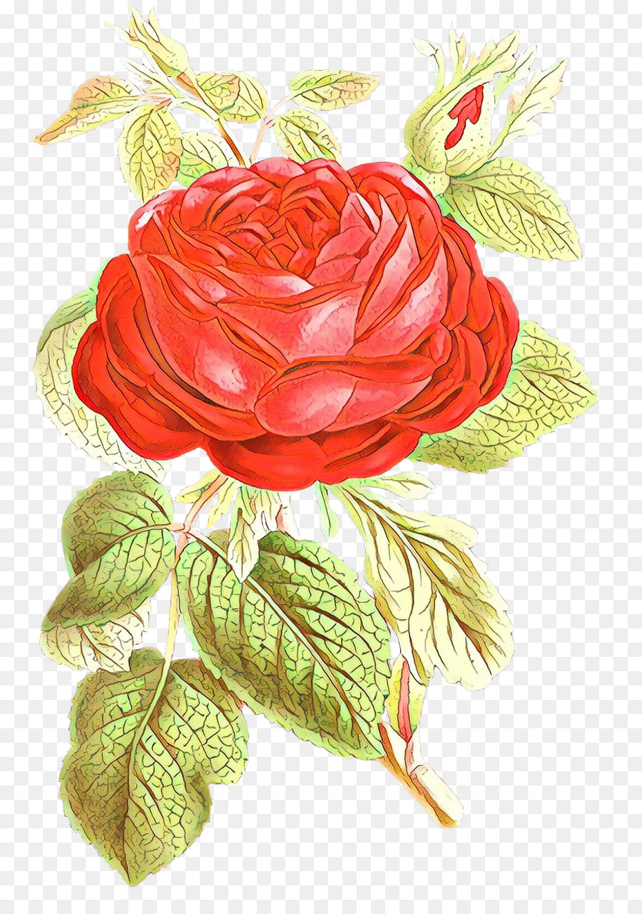 Fial Garden roses Illustration Flower Lizenzfrei - 