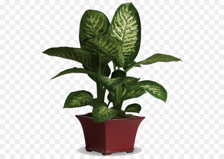Blatt Zimmerpflanze Pflanzen Zierpflanze Efeu des Teufels - drinnen png zimmerpflanze dieffenbachia