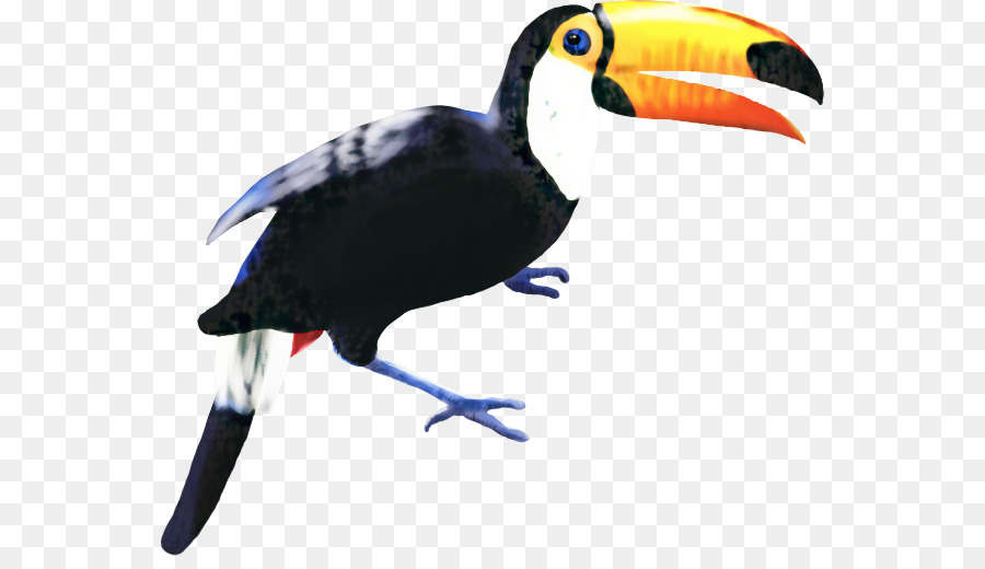 Toucan Hornbill Beak Fauna Feather - 