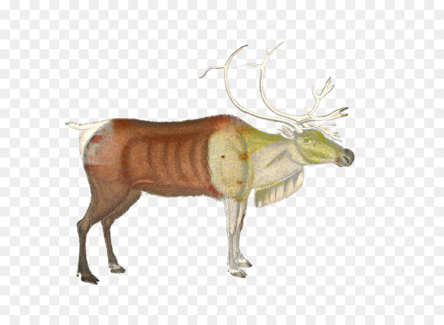 Rentier Rinder Elchgeweih Antilope - 