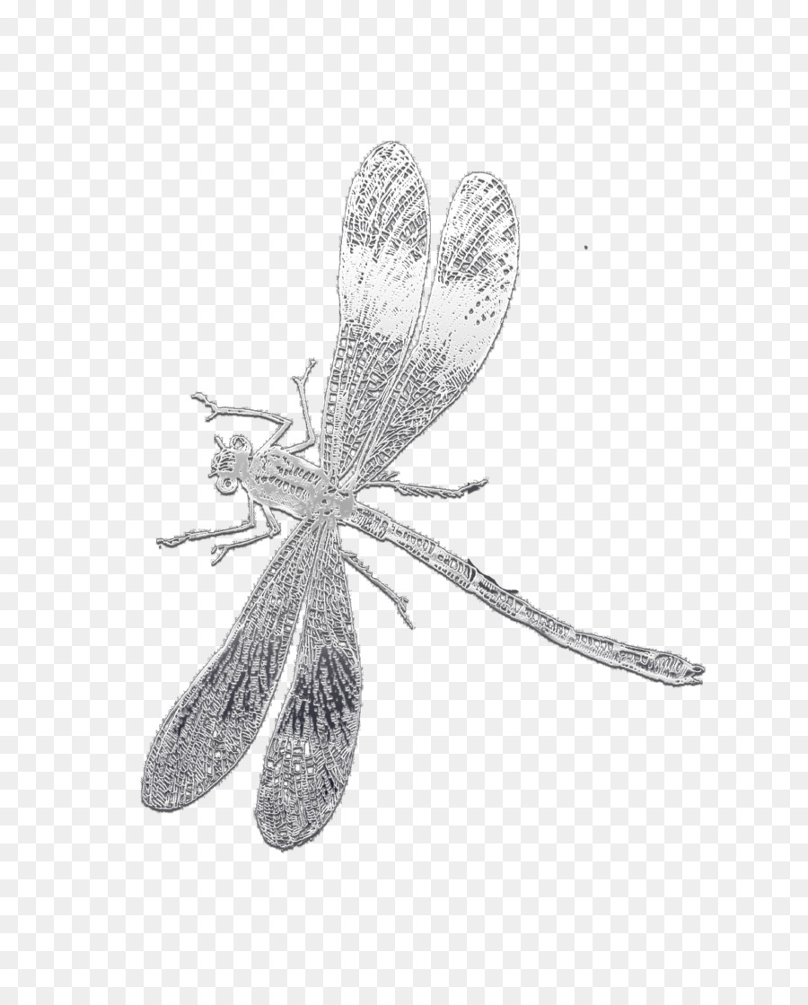 Insektenlibellen-Zeichengrafiken / m / 02csf - libellenzeichnung png download