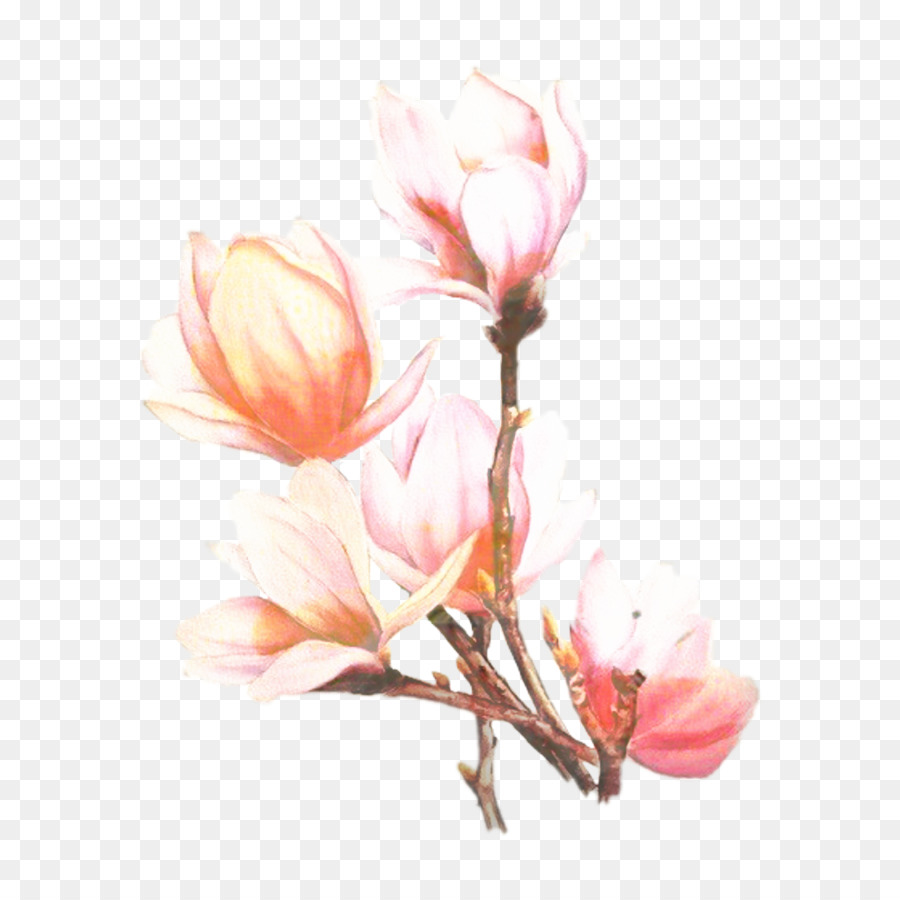Magnolia del sud Portable Network Graphics Clip art Flower Image - 