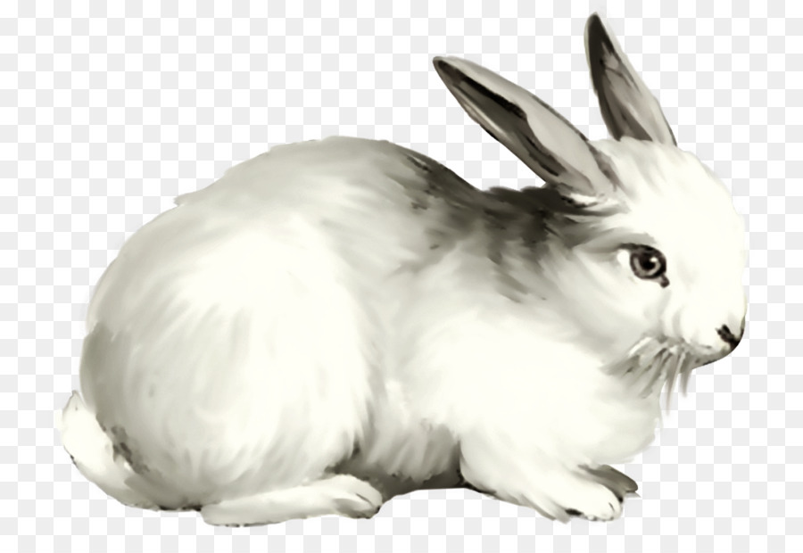 Conigli di conigli domestici di lepre domestiche - coniglietto png clipart bianco