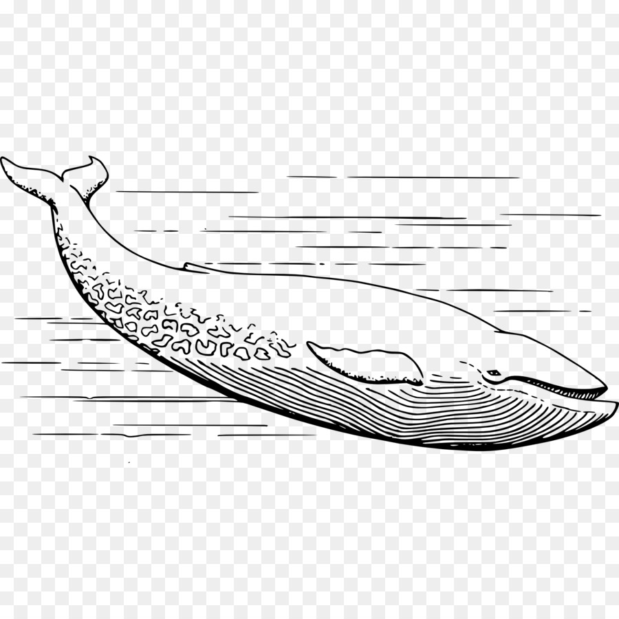 Whale Cartoon png download - 1969*1969 - Free Transparent Blue Whale png  Download. - CleanPNG / KissPNG