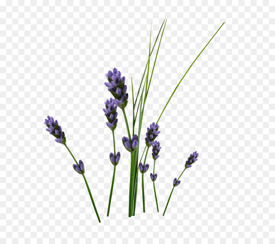 Hoa oải hương Anh Cây cảnh Hoa Violet Đồ họa mạng di động - cây hoa lavandula png