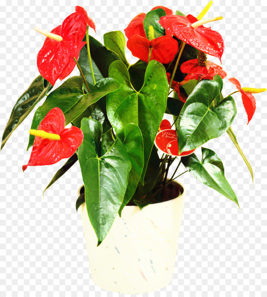 Laceleaf Plants Houseplant Blütenpflanze Artikel - 