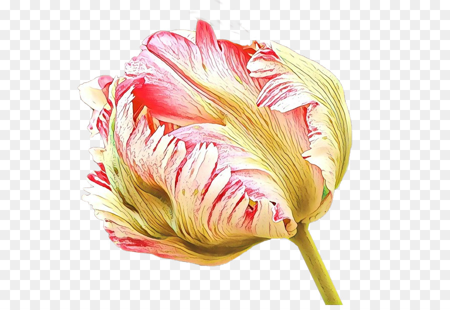 Tulpe, Schnittblumen, Blütenblatt - 