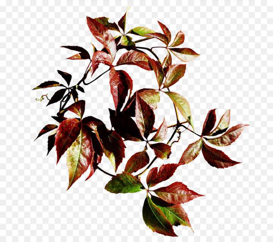 Bildpflanzen für tragbare Netzwerkgrafiken von Branch Leaf - brennende blätter png busch