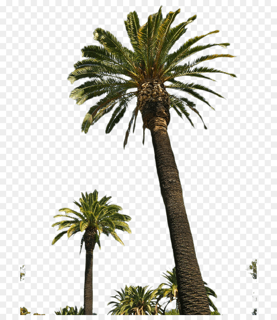 Palm tree Portable Network Graphics Clip art Trasparenza immagine - palma vaporwave png