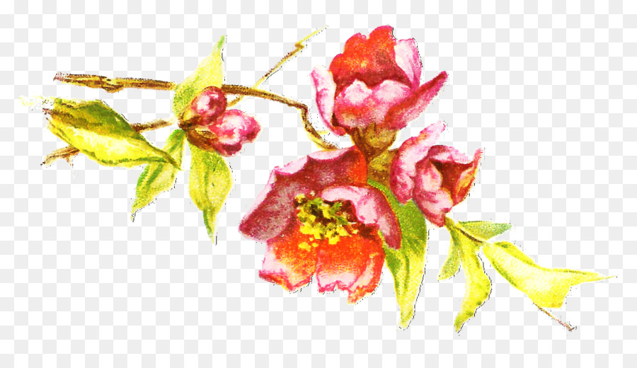 Disegno floreale Fiori recisi ST.AU.150 MIN.V.UNC.NR AD Fioritura Pianta fiorita - 