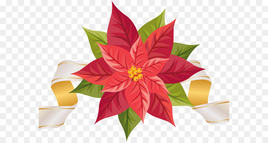 Immagine di giorno di Natale di grafica di rete di arte di clip grafica stella di Natale - biglietto di auguri isolato png poinsettia fiore