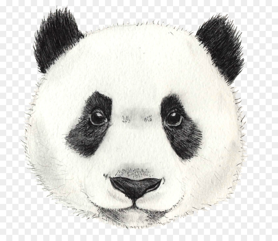 Großer Panda Roter Panda Bear Tibetan Mastiff Drawing - Panda Zeichnung Png Baby Pandas