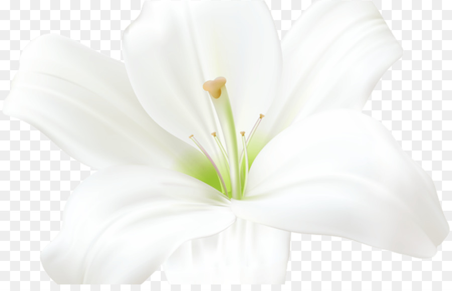 Cắt hoa Jersey lily Petal Belladonna - mùa hè đá cuội png lily