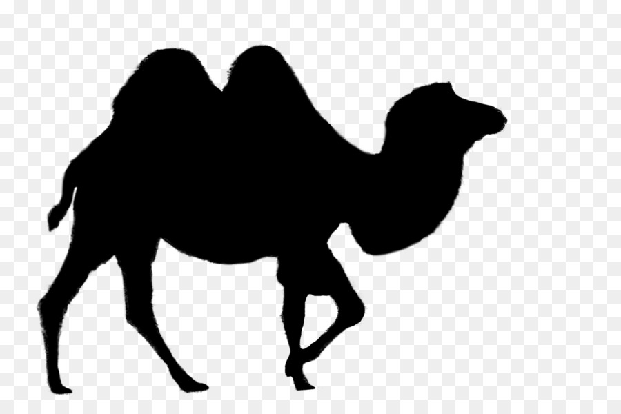 Illustrazione della grafica vettoriale della maglietta del cammello battriano del dromedario - 
