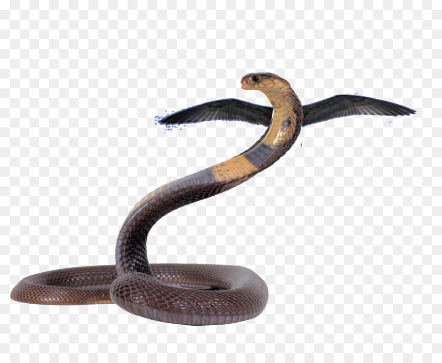 Serpenti Rettili King cobra serpente Velenoso - file png serpente