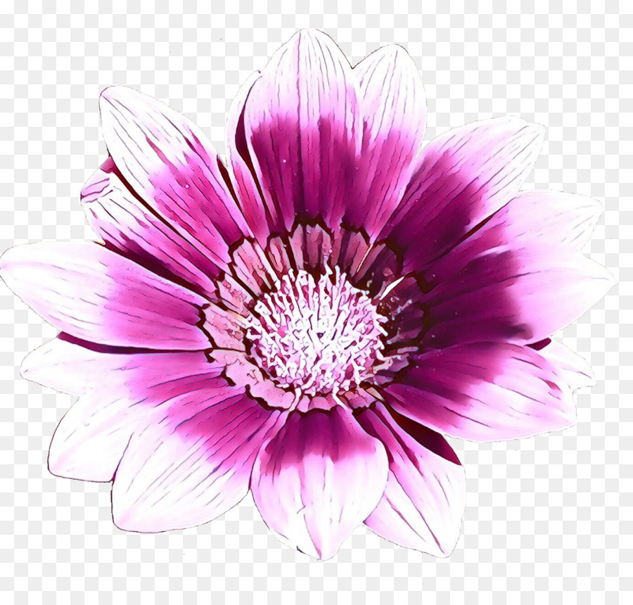 Chrysantheme Schnittblumen Blütenblatt Einjährige Pflanze - 