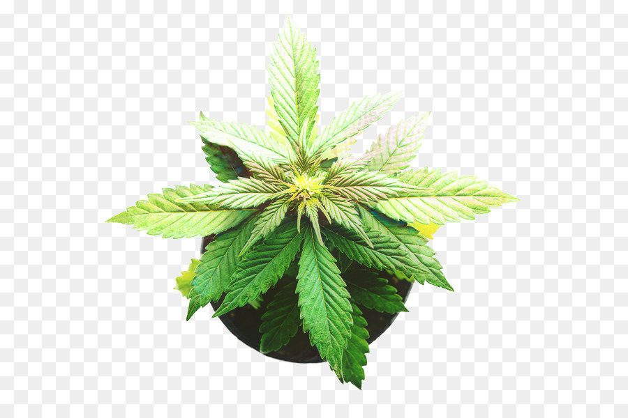 Erba di foglie di cannabis - 