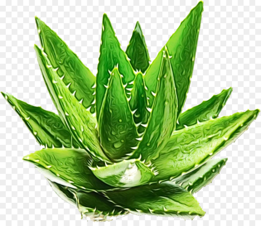 Gel doccia Aloe vera Shampoo Esfoliazione Balneazione - 