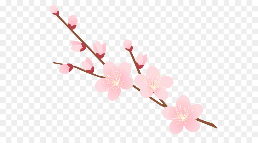 Cherry blossom ST.AU.150 MIN.V.UNC.NR AD Petal Pink M - rahmen wasser png transparent