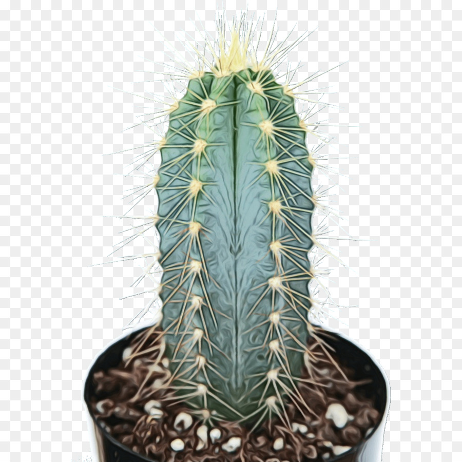 San Pedro Kaktus Pilosocereus pachycladus Dreieckskaktus Saftige Pflanze Dornen, Stacheln und Stacheln - 