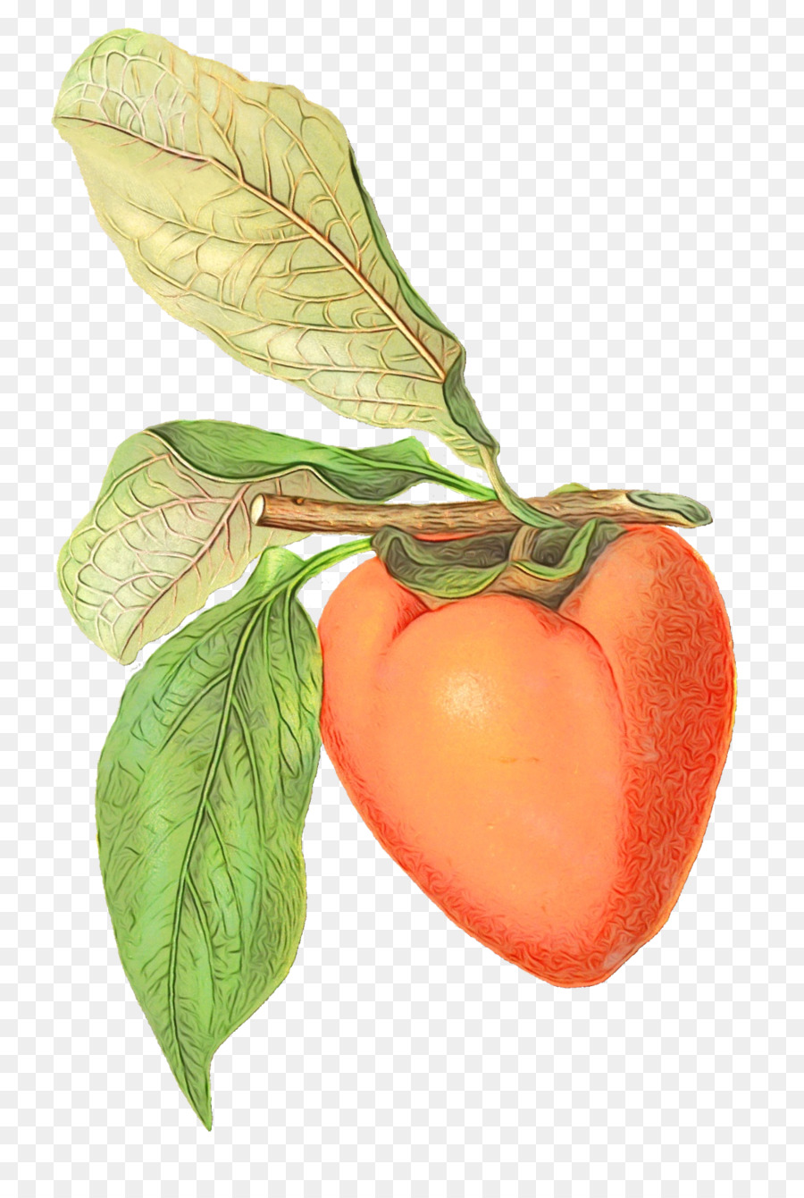Tomate tragbare Netzwerkgrafiken Persimmon ClipArt Obst - 