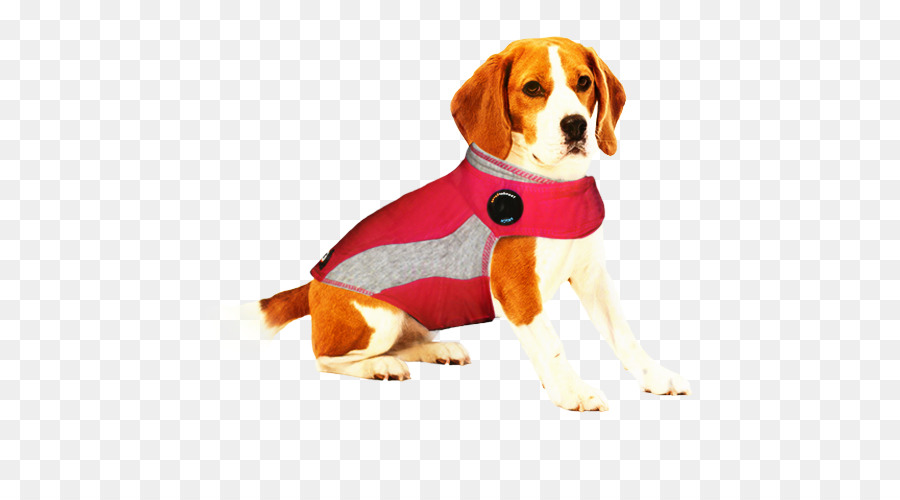 Cane di razza Beagle Harrier Puppy Companion dog - 