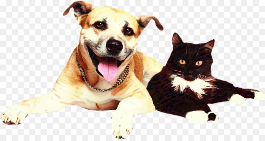 Hund Katze Haustier Alphatrak Lower Plenty Veterinary Clinic - 