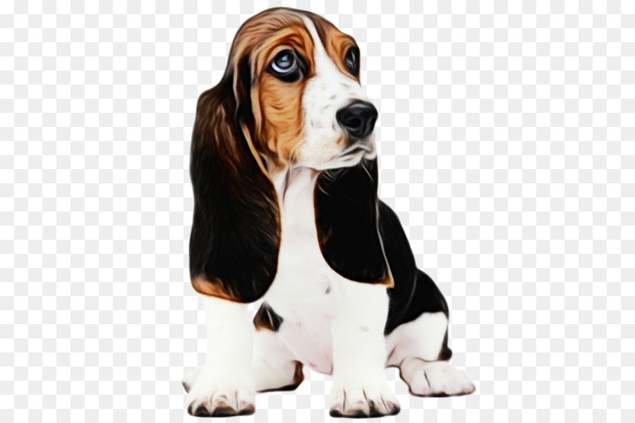 Basset Hound Beagle finlandese Hound Puppy Hamilton Hound - 