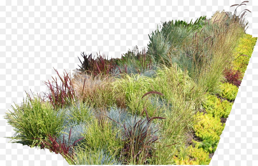 Landscape design Portable Network Graphics Design da giardino - muschio png clump