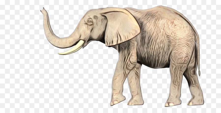 Zanna del bestiame dell'elefante indiano dell'elefante africano - 